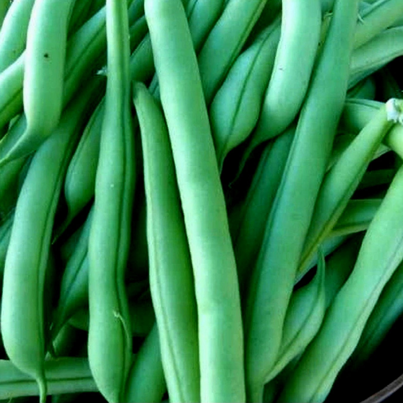 Bush Beans - Green