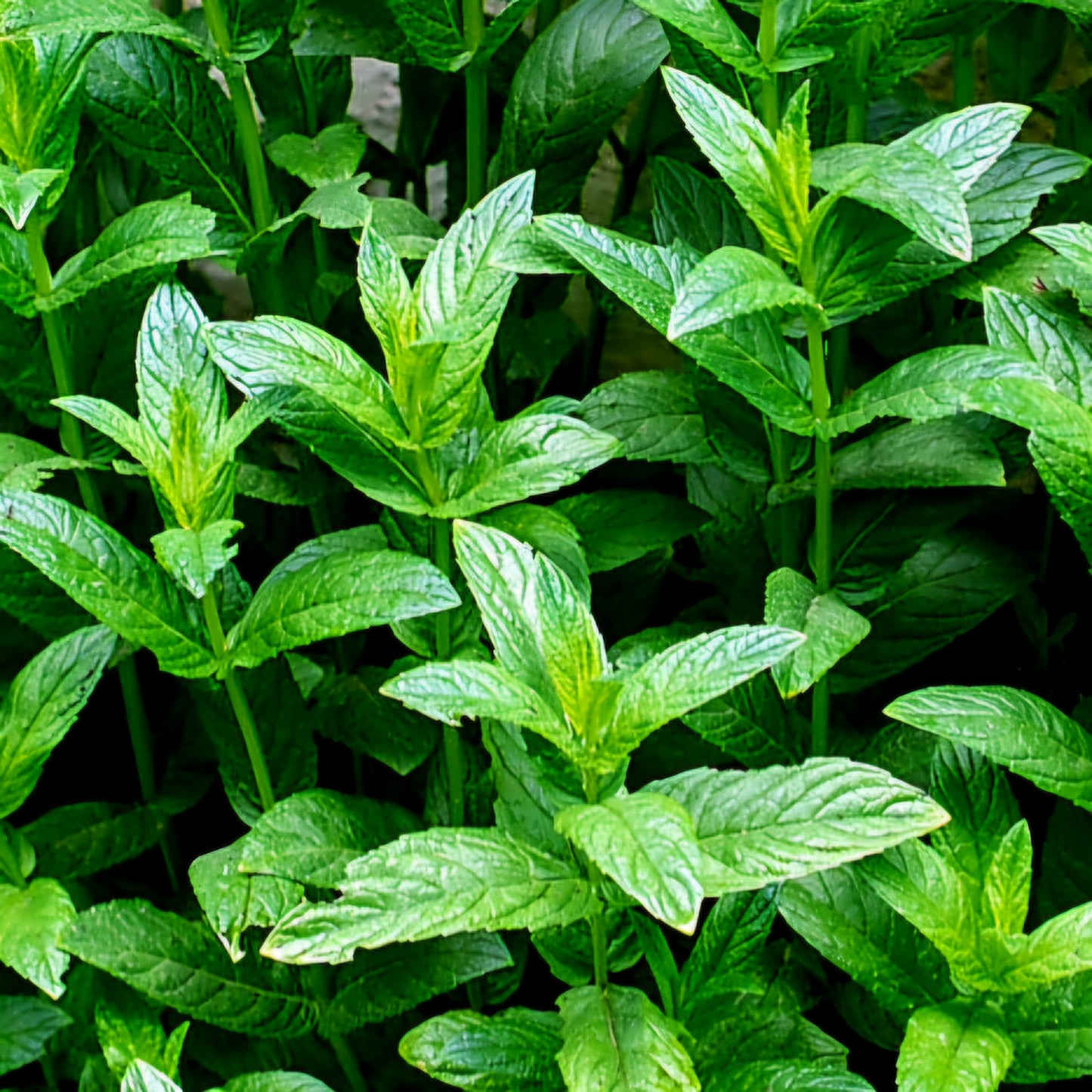 Mint - Common