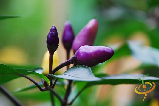 Hot Pepper - Purple Tiger
