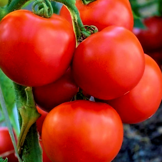 Tomato - Early Girl