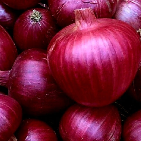 Onion - Red