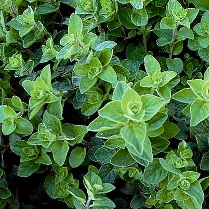 Oregano