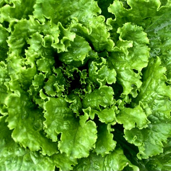 Leaf Lettuce - Green